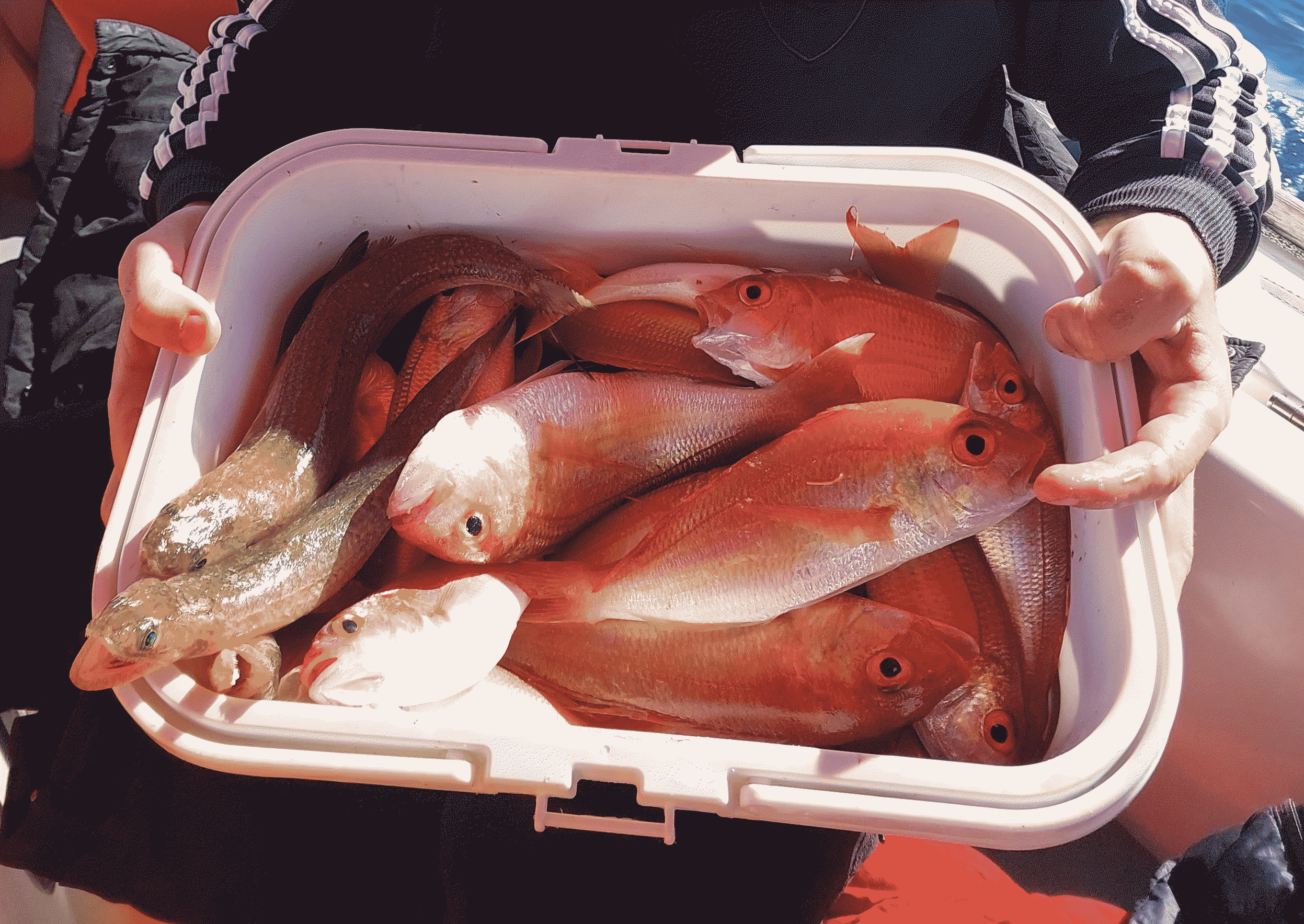 דיג ברבוניה באשדוד. מהיאכטה דיאנה. ברבוניה – דג טעים במיוחד.