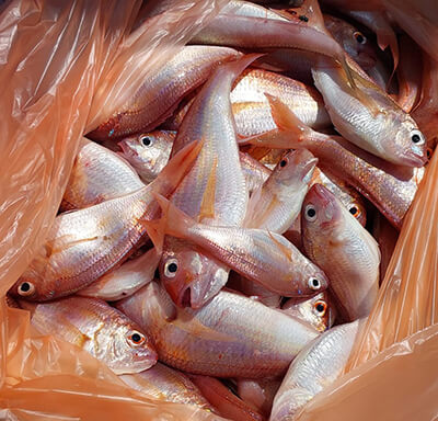 Рыбалка барбунии в Ашдоде. с Яхты диана. Барбуния вкусная рыба.